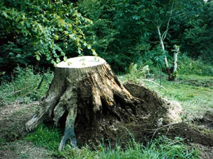 Tree Surgeons Cornwall